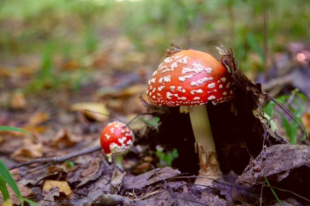 toadstool, mushroom. luck symbol